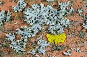 Attēlu rezultāti vaicājumam “Phaeophyscia orbicularis”