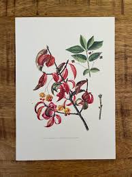 Attēlu rezultāti vaicājumam “Euonymus verrucosus”