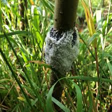 Attēlu rezultāti vaicājumam “Brefeldia maxima plasmodium”