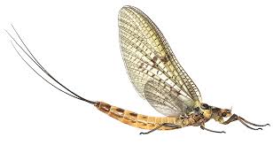 Attēlu rezultāti vaicājumam “Ephemeroptera imago”