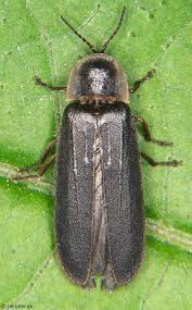 Attēlu rezultāti vaicājumam “Lampyridae”