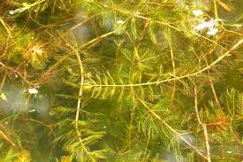 Attēlu rezultāti vaicājumam “Myriophyllum alterniflorum”