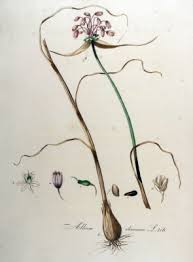 Attēlu rezultāti vaicājumam “Allium oleraceum bud”