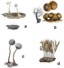 Attēlu rezultāti vaicājumam “Enerthenema papillatum spores”