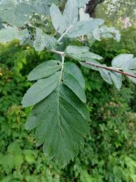 Attēlu rezultāti vaicājumam “Sorbus hybrida”