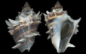 Image result for Melongena corona