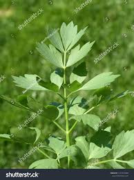 Image result for Liebstöckel