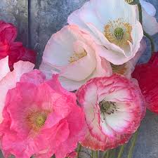 Image result for Papaver rhoeas 'Shirley'