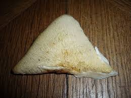 Attēlu rezultāti vaicājumam “Climacodon septentrionalis”