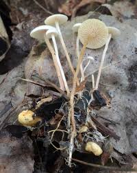 Attēlu rezultāti vaicājumam “Collybia tuberosa”