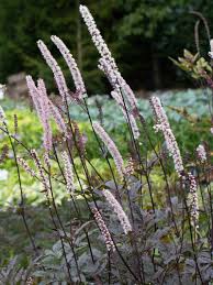 Image result for Silberkerze