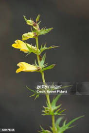 Attēlu rezultāti vaicājumam “Melampyrum pratense”