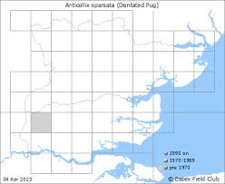 Attēlu rezultāti vaicājumam “Anticollix sparsata”