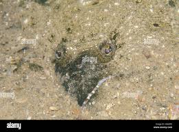 Image result for Paralichthys albigutta