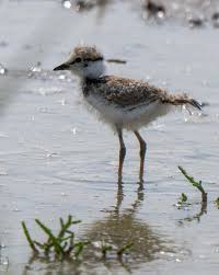 Attēlu rezultāti vaicājumam “Charadrius dubius adult”