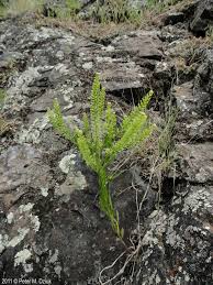 Attēlu rezultāti vaicājumam “Lepidium densiflorum flower”