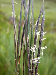 Attēlu rezultāti vaicājumam “Nardus stricta”