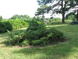 Attēlu rezultāti vaicājumam “Pinus banksiana”