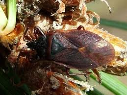 Attēlu rezultāti vaicājumam “Gastrodes grossipes”