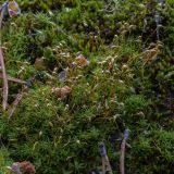 Attēlu rezultāti vaicājumam “Cynodontium strumiferum”