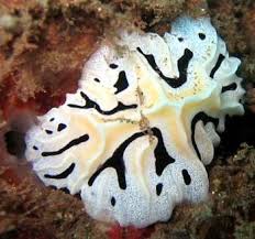 Attēlu rezultāti vaicājumam “Retinia resinella exuvia”