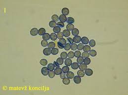 Attēlu rezultāti vaicājumam “Dentipellis fragilis”