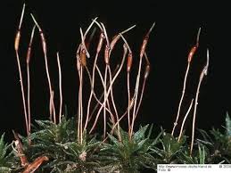 Attēlu rezultāti vaicājumam “Atrichum flavisetum”