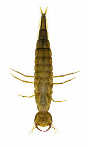 Attēlu rezultāti vaicājumam “Dytiscus sp. larva”