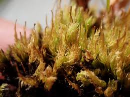 Attēlu rezultāti vaicājumam “Aulacomnium palustre”