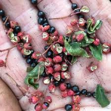 Attēlu rezultāti vaicājumam “Diplotaxis tenuifolia fruit”