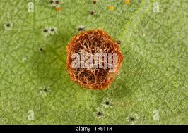 Attēlu rezultāti vaicājumam “Neuroterus albipes”