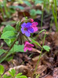 Image result for Pulmonaria officinalis