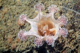 Attēlu rezultāti vaicājumam “Cribraria tenella stalked”