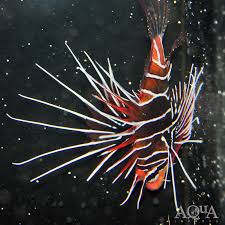 Image result for Pterois radiata