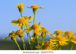 Attēlu rezultāti vaicājumam “Jacobaea vulgaris flower”