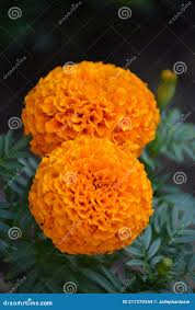 Attēlu rezultāti vaicājumam “Tagetes”