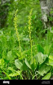 Attēlu rezultāti vaicājumam “Listera ovata”