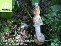 Attēlu rezultāti vaicājumam “Lactarius lygniotus”