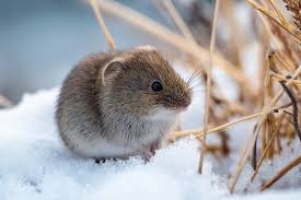 Attēlu rezultāti vaicājumam “Microtus agrestis”