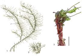 Attēlu rezultāti vaicājumam “Dicranum spurium”
