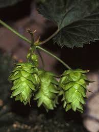 Attēlu rezultāti vaicājumam “Humulus lupulus leaf”