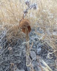 Attēlu rezultāti vaicājumam “Badhamia bethelii stalked”