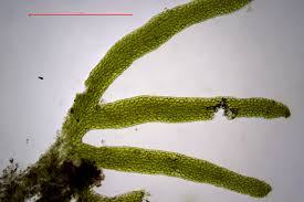 Attēlu rezultāti vaicājumam “Riccardia palmata”