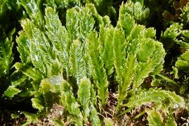 Attēlu rezultāti vaicājumam “Chlorophyta”