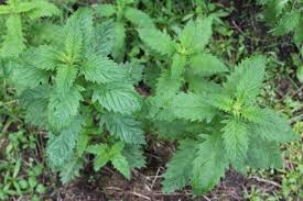 Attēlu rezultāti vaicājumam “Lycopus europaeus”