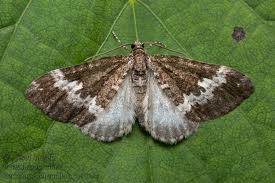 Attēlu rezultāti vaicājumam “Perizoma alchemilla”