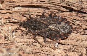 Attēlu rezultāti vaicājumam “Aradus betulae”