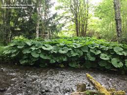 Attēlu rezultāti vaicājumam “Petasites spurius leaf”