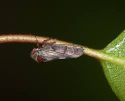 Attēlu rezultāti vaicājumam “Oncopsis sp.”