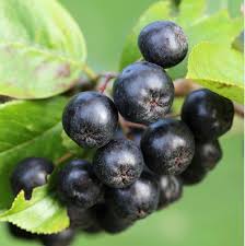 Attēlu rezultāti vaicājumam “Aronia melanocarpa fruit”